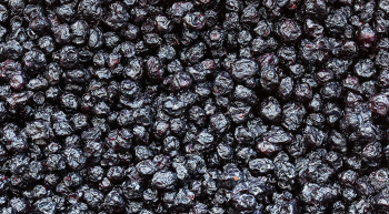 Freeze-Dried Blueberry 12 pack
